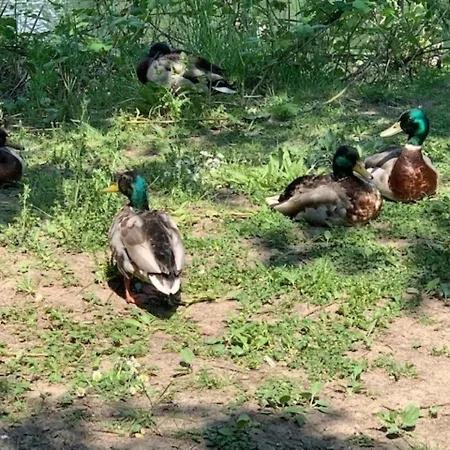 Prázdninový dům Ferienhaus Sudpfalz *